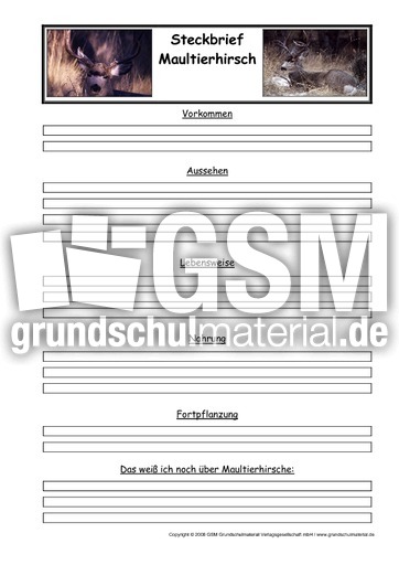 Maultierhirsche-Steckbriefvorlage.pdf